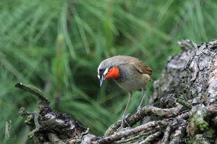 南岭明星鸟,探寻我国珍稀鸟类的生态传奇