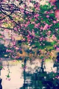 落花吃瓜小说,一场穿越时空的甜蜜复仇之旅