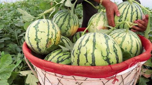 瓜熟了吃不吃,探寻最佳食用时机