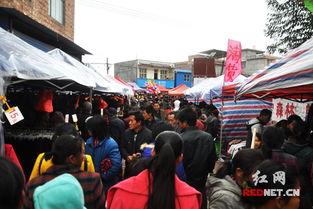 江永红网松柏,探寻千年古树的传奇故事